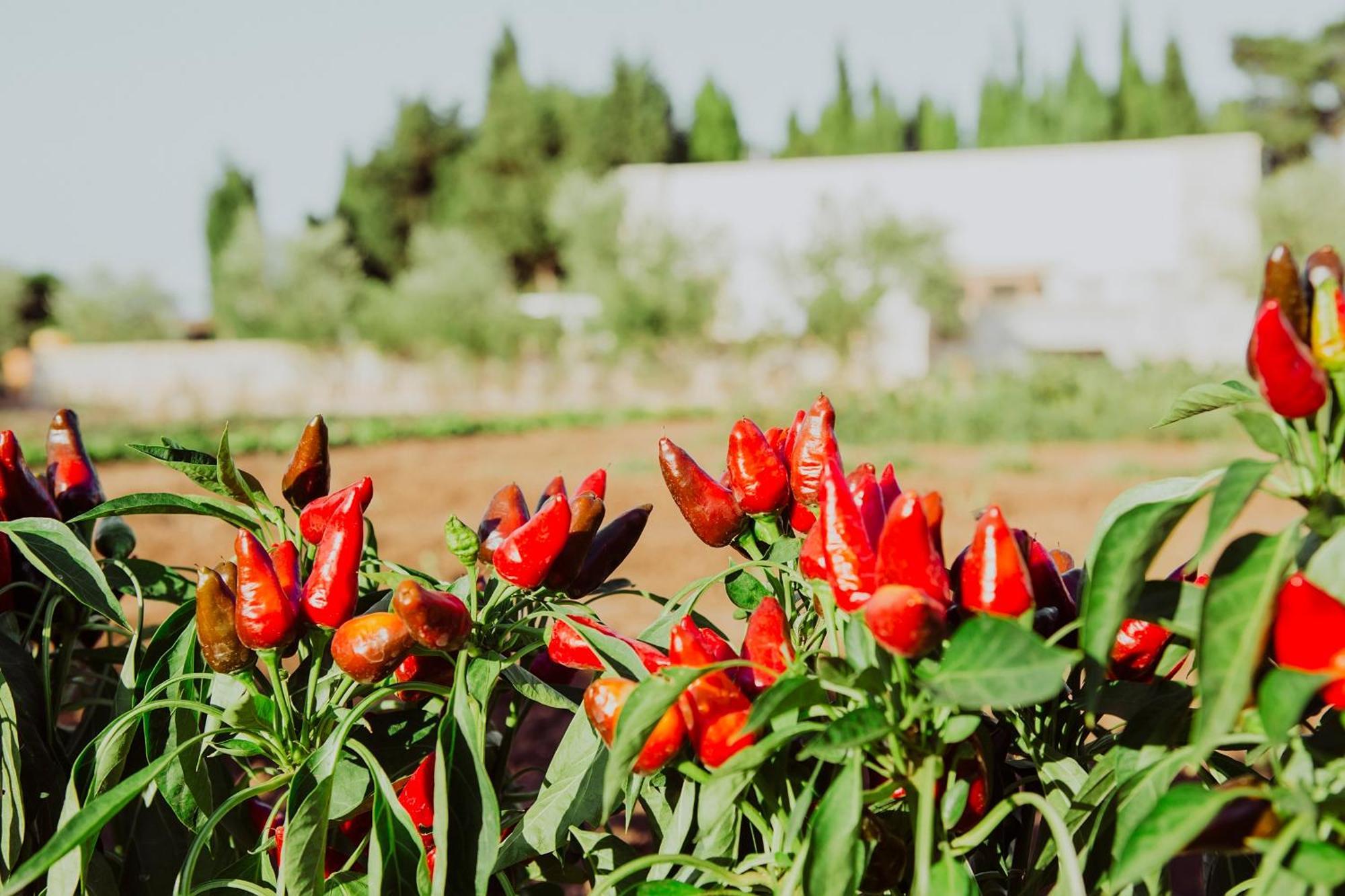 Masseria L'uliveto Agri Hotel Otranto